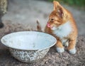 Homeless, sick, hungry red kitten at an empty bowl