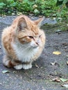 Homeless sick red with white cat