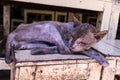 homeless Skinny sick cat sleep on wood chair