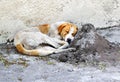 Homeless sleeping dog in the street