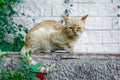 Homeless small sad red and white cat sitting curled up on a stone wall, with eyes squinted, among rose flowers Royalty Free Stock Photo