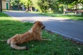 Homeless stray animal dog in the summer in the heat wet contented happy walks plays in the park on the grass on the lawn