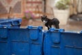 Homeless stray black cat sitting on trash bin, searching for food in garbage container Royalty Free Stock Photo
