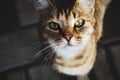 Homeless stray cat looking in your eyes, animal shelter, trust and care concept Royalty Free Stock Photo