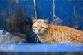 Homeless stray dirty ginger cat sitting on trash bin, searching for food in garbage container, looking at camera Royalty Free Stock Photo
