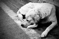 Homeless stray dog Royalty Free Stock Photo