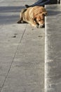 Homeless stray dog