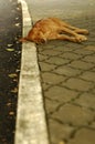 Homeless stray dog