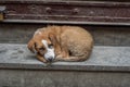 Homeless stray dog Royalty Free Stock Photo