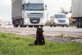 Homeless stray dog on the road, highway