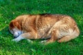 Homeless stray dog sleeps on the grass. Background with selective focus and copy space Royalty Free Stock Photo