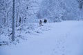 Homeless stray dogs frolic and play in the snow. Free dogs in city park in winter. Freedom, purity, the first snow. Beautiful Royalty Free Stock Photo