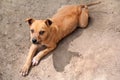 Homeless strayed left yellow puppy on street / Poor roadside and lonely sad stray dog and Look forward Royalty Free Stock Photo