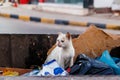 Homeless street cat is looking for food in the trash container. White stray cat in garbage bin Royalty Free Stock Photo