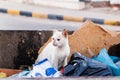 Homeless street cat is looking for food in the trash container. White stray cat in garbage bin. Concept of protecting homeless Royalty Free Stock Photo