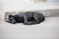 Homeless street dog sleeping on the street Royalty Free Stock Photo