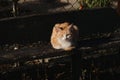 Homeless street striped red kitten with white breast. Lonely mongrel cat outside. It lies on bench and looks ahead with thoughtful