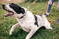 Homeless sweet alabai dog playing and walking in summer park. Big adorable black and white  dog, central asian shepherd,  on a Royalty Free Stock Photo