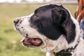 Homeless sweet alabai dog walking with person in summer park. Big adorable black and white  dog, central asian shepherd,  on a Royalty Free Stock Photo