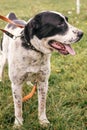 Homeless sweet alabai dog walking with person in summer park. Big adorable black and white  dog, central asian shepherd,  on a Royalty Free Stock Photo