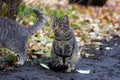 Homeless tabby cat on the autumn grass