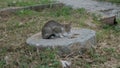 Homeless tabby cat eat food with avidity on the street closeup.