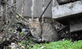 homeless tabby cat in the forest near the concrete construction parts