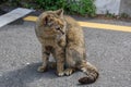 Homeless Tabby Cat With One Blind Eye Sitting On Street