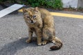 Homeless Tabby Cat With One Blind Eye Sitting On Street