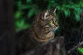 A homeless tabby cat sits behind a fence and looks with bright green eyes. on a dark background