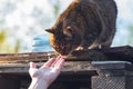 Homeless tabby cat sits on a fence