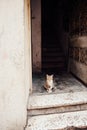 A homeless tabby cat is sitting in an entrance near an open door