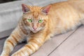 Homeless tabby red cat with green eyes resting at city street. Striped orange wild kitten lying on wooden surface at park Royalty Free Stock Photo