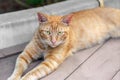 Homeless tabby red cat with yellow eyes resting at city street. Striped orange wild kitten lying on wooden surface at park Royalty Free Stock Photo