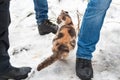 Homeless tricolor cat standing in the snow seeking shelter from the cold among human legs