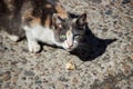 Homeless tricolor hungry cat eats a piece of cake