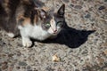 Homeless tricolor hungry cat eats a piece of cake