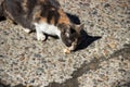 Homeless tricolor hungry cat eats a piece of cake