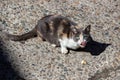 Homeless tricolor hungry cat eats a piece of cake