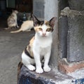 Homeless tricolor kitten