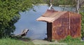 Homeless unemployed man made a hut for himself from an old abandoned linoleum from a dump on the lake