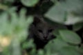 Homeless white cat sits in the foliage and looks at the camera