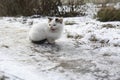 A homeless white kitten sits alone in the cold winter on snow