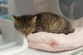 Homeless white kitten is sleeping in a shelter behind a glass Royalty Free Stock Photo