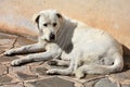 Big white stray dog looking anxiously