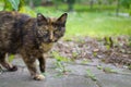 Homeless wild beast cat with an incredulous look preparing to run Royalty Free Stock Photo