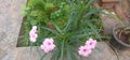 A homely pink flowers