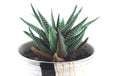 Homemade aloe in a pot