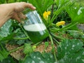 homemade aloe vera fertilizer to use on plants. aloe vera nutrient supply. aloe vera home remedy for rooting cuttings