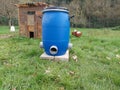 homemade automatic feeder for chickens. feeding the roosters in the chicken coop in the backyard garden